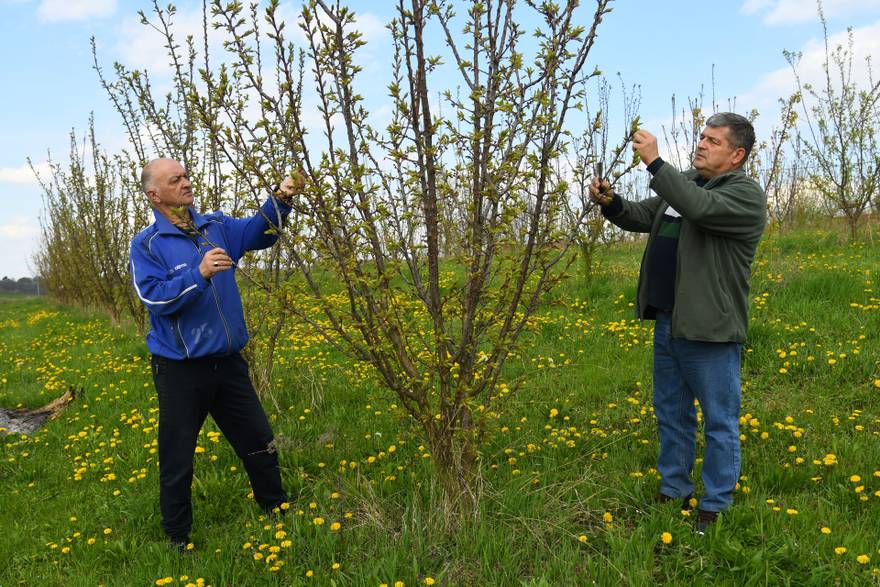 Kasni mraz poharao voćnjake u Kapeli, voćari ostali bez gotovo cijelog uroda marelica