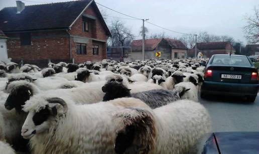 Ovce imaju prednost: Golemo stado blokiralo je cestu u selu