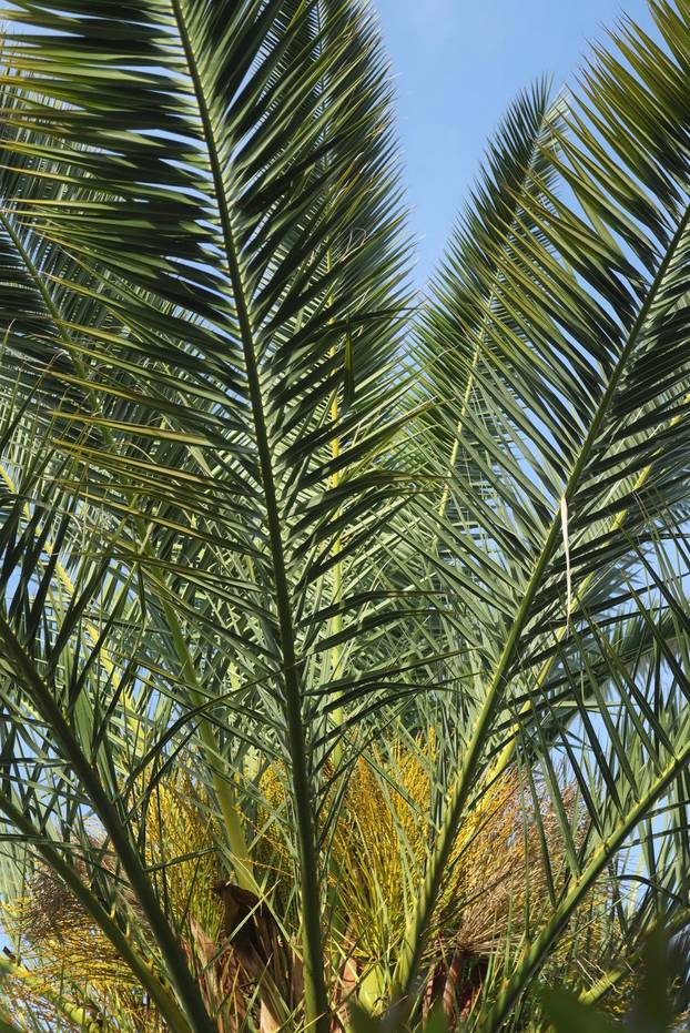 Egzotični vrt Igora Čupića