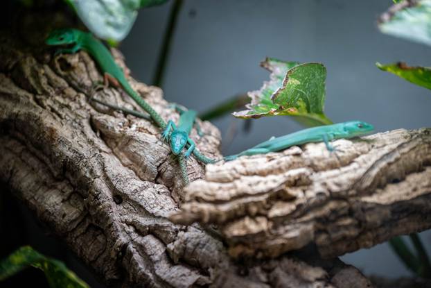 24sata Zagreb: Rodili&scaron;te u Zoolo&scaron;kom vrtu