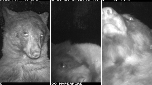 Kakav pozer: Medvjed u SAD-u 'okinuo' je više od 400 selfija!