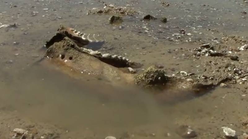 VIDEO Senzacija u Bugarskoj: U Dunavu našli ostatke mamuta