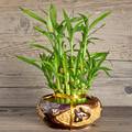 Prirodni pročišćivači zraka: Aloe vera i bambus su odlične biljke