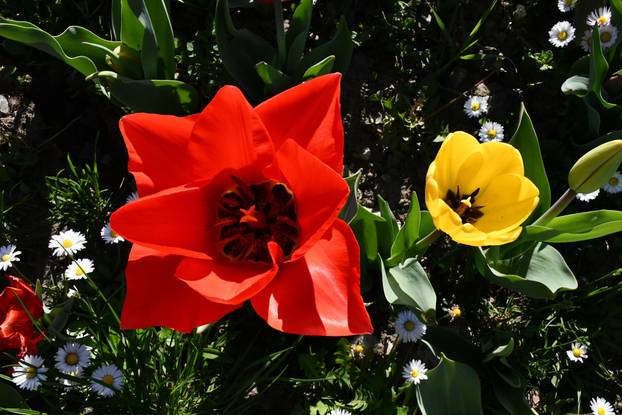 Slavonski Brod: Šarene cvjetne gredice rascvjetalih tulipana svojom ljepotom krase gradske parkove