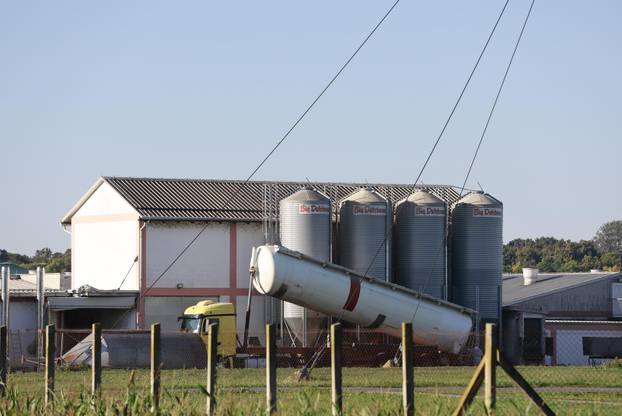 Sokolovac: Kreće eutanazija svinja, uvode se novi sigurnosni protokoli