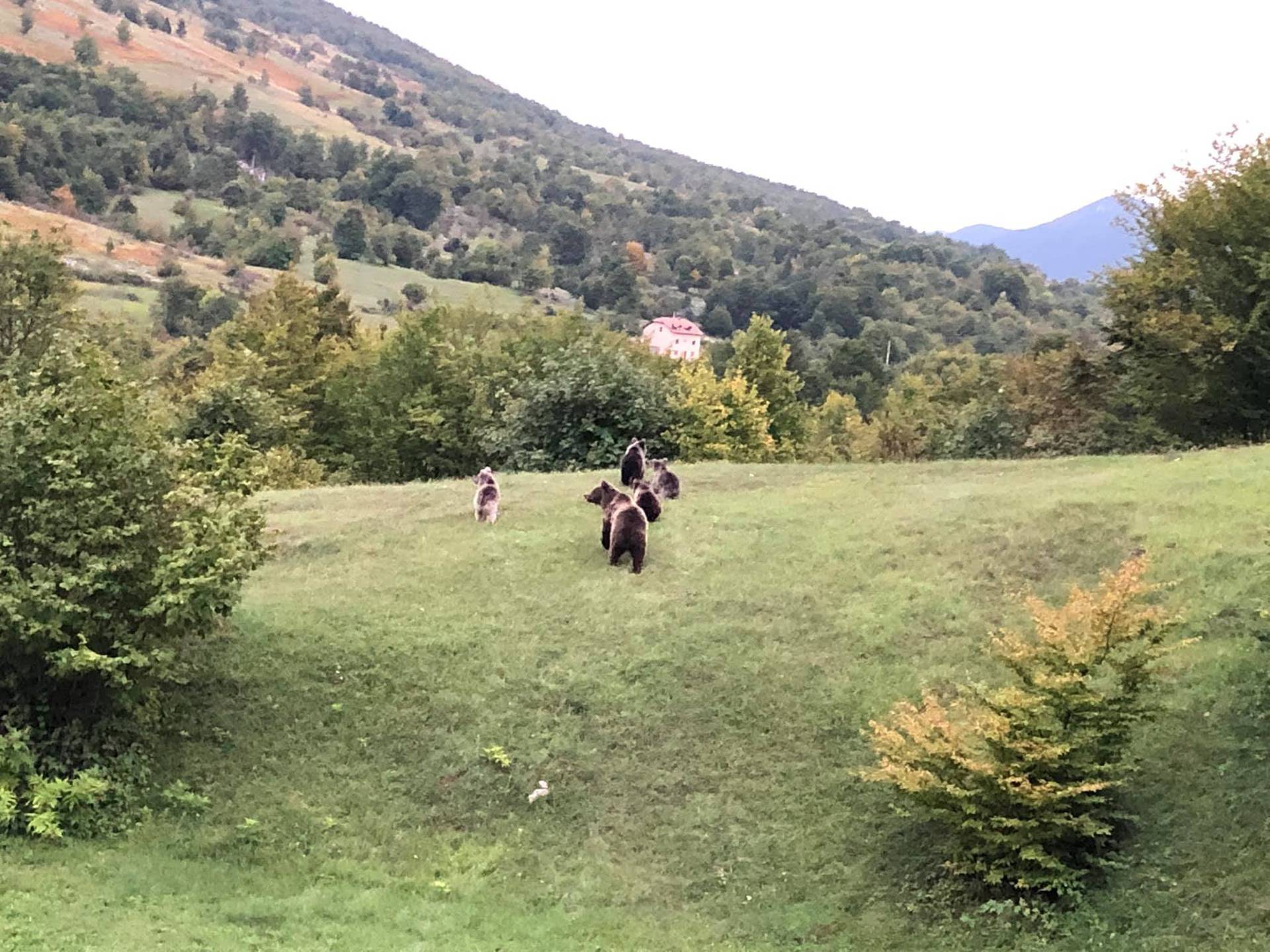 Pogledajte čudesni video: Prvi put u Hrvatskoj snimili mamu medvjedicu s četiri mladunca!