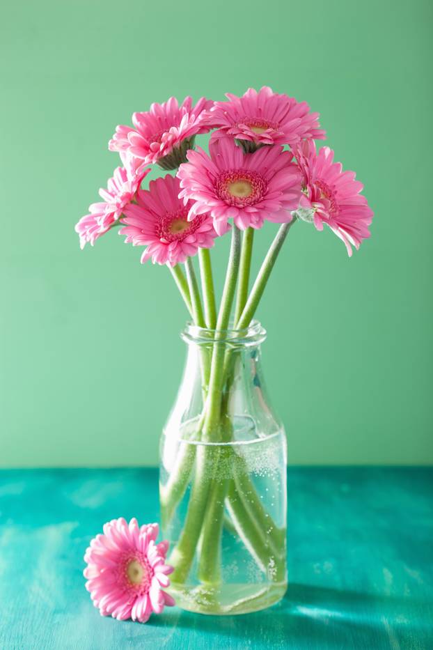 beautiful pink gerbera flowers bouquet in vase