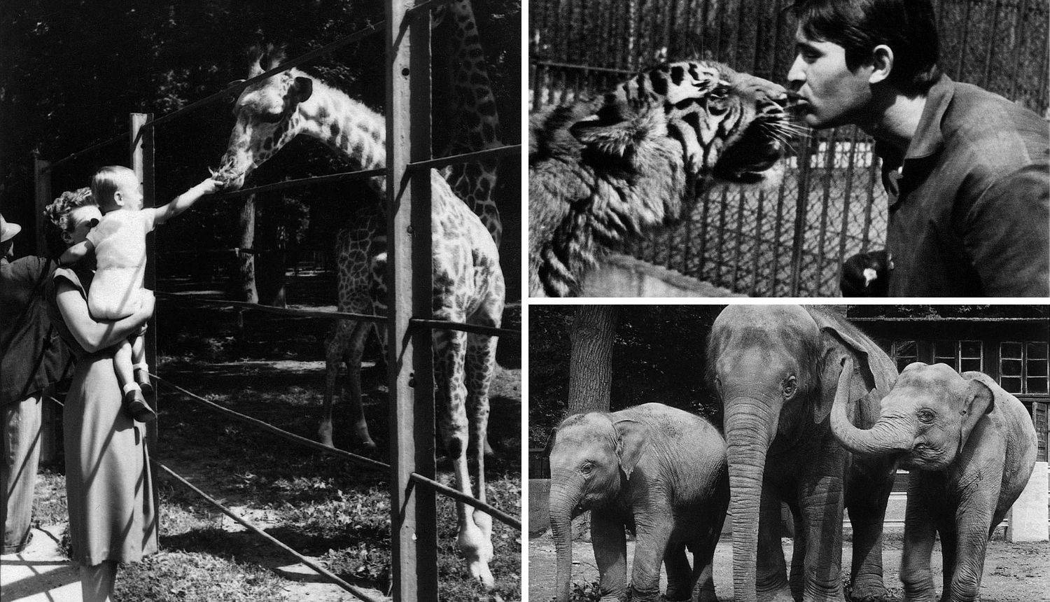 Sretan rođendan: Zagreb je prije 94 godine dobio ZOO