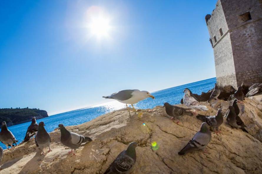 Grgo Jelavić/Pixsell