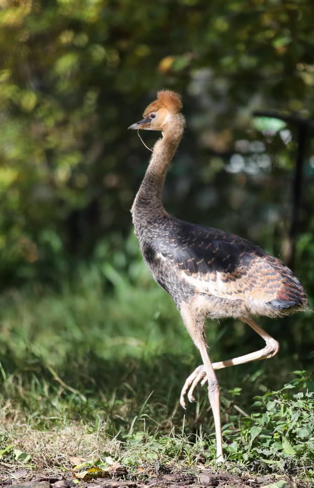 Zagrebački krunati ždralovi predstavljeni javnosti 