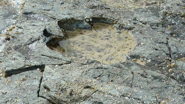 A sauropod footprint discovered at Brothers' Point on the Isle of Skye in Scotland is seen in this undated photograph supplied by Edinburgh University