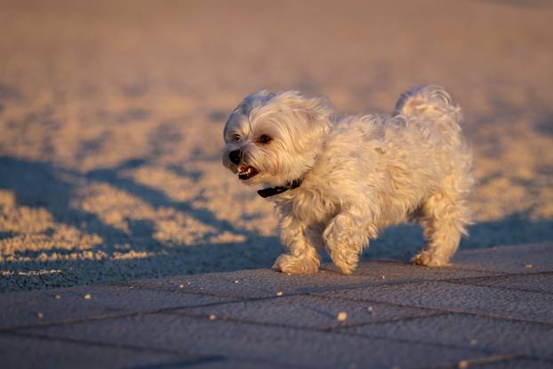 Zadar: Smiraj dana na zadarskoj rivi