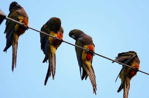 An Argentine town battles a parrot invasion