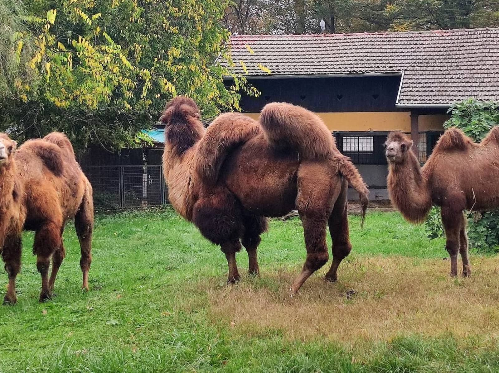 FOTO U zagrebački ZOO stigla još jedna deva: Dali su joj ime koje je nemoguće izgovoriti