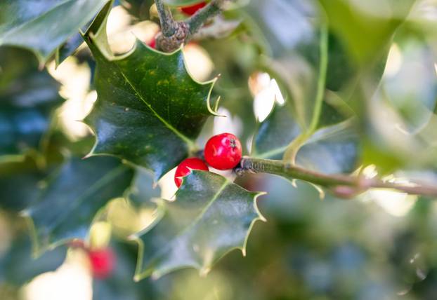 Holly is the "tree of the year 2021"
