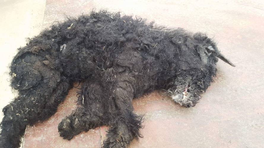 Strava! 'Među strvinama pasa prepoznao sam svog Arčibalda'