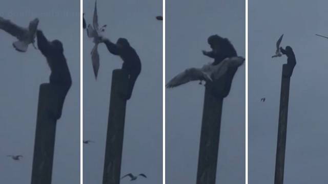VIDEO Majmun u ZOO-u zgrabio galeba, mlatio ga i rastrgao o stup kao King Kong pa ga pojeo