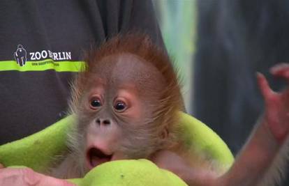 Beba orangutan ponaša se baš poput ljudske bebe, neodoljivo