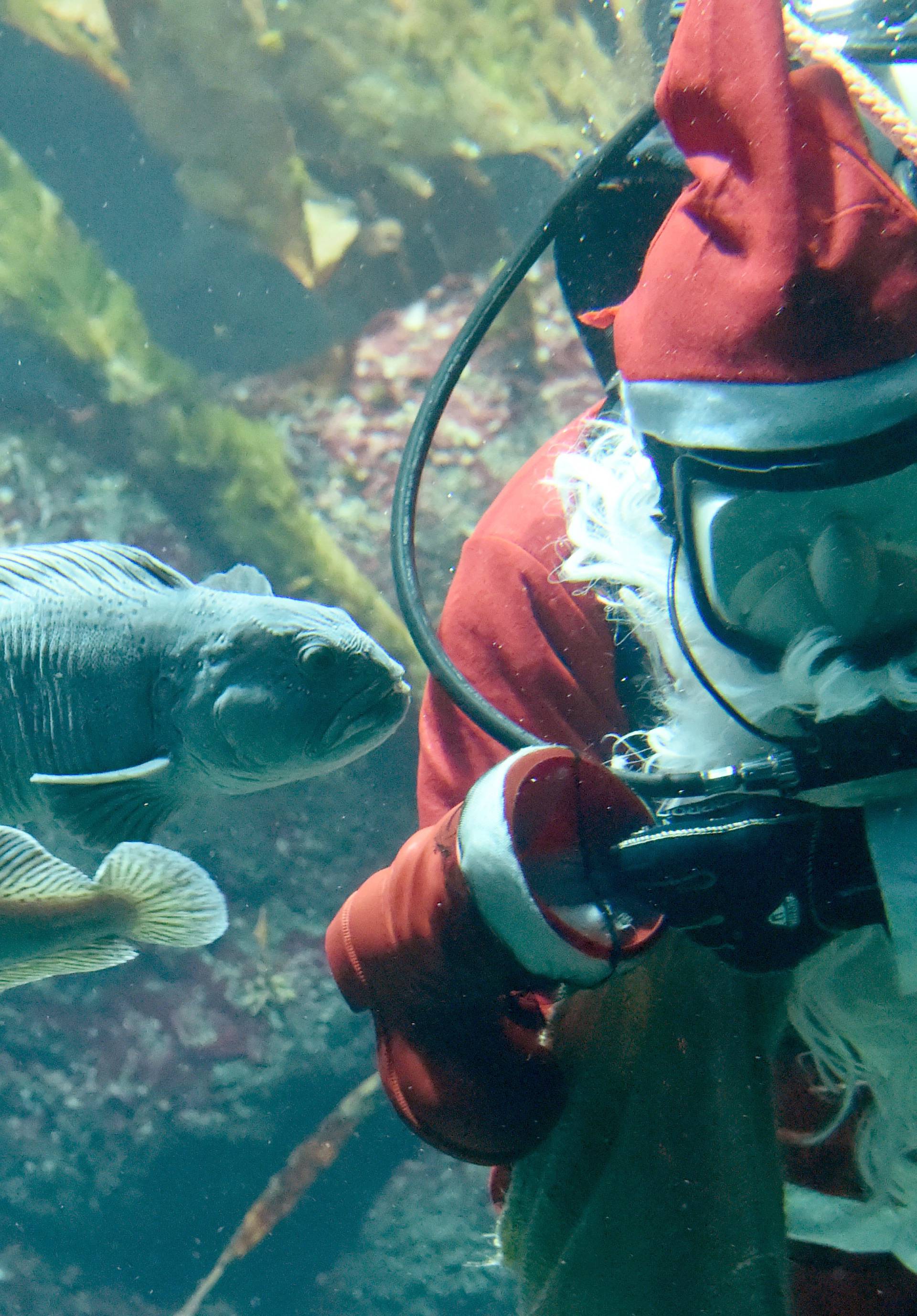 Saint Nicholas dives in the aquarium of Multimar Wattforum