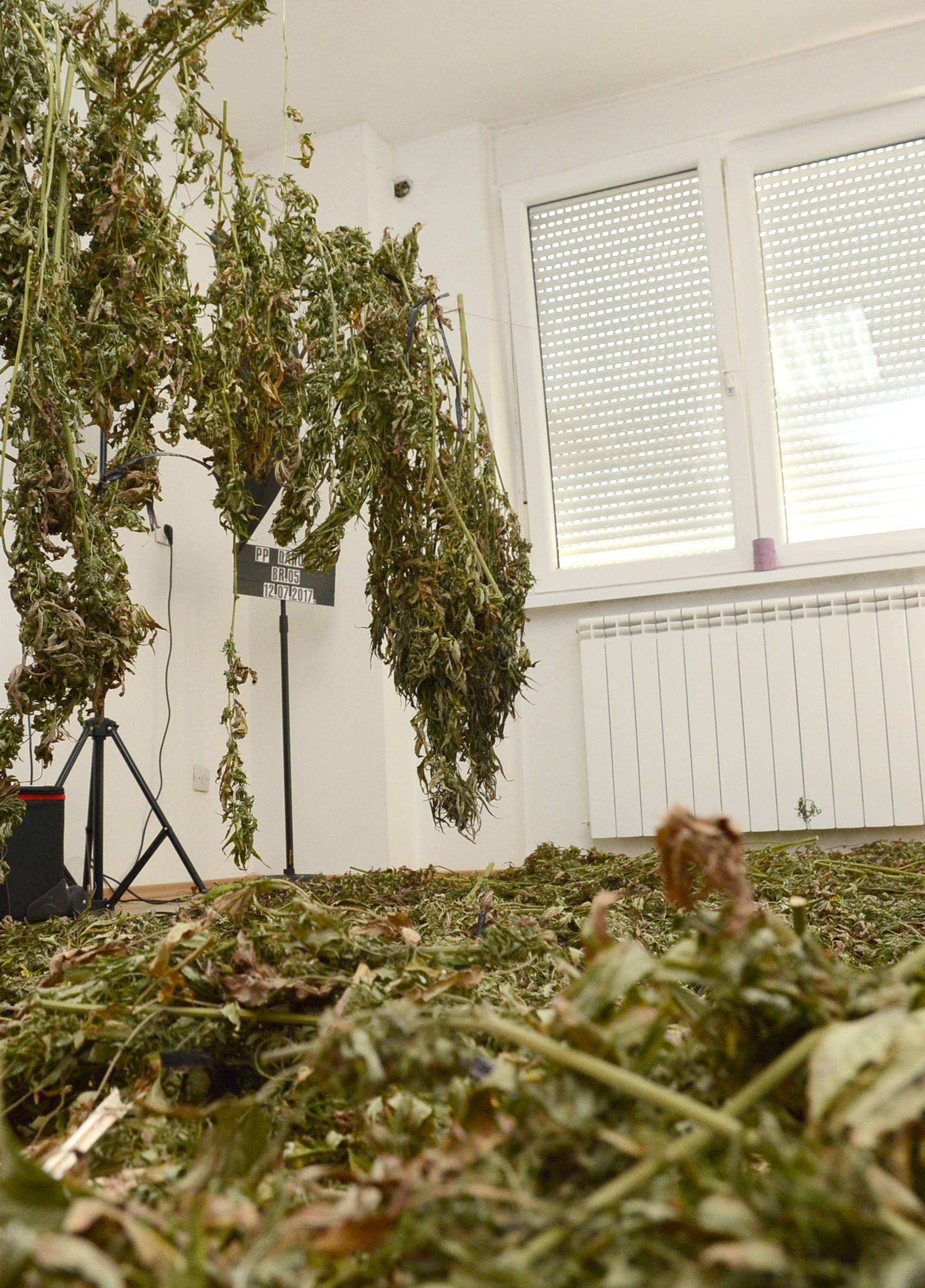 Daruvar: Policija zapljenila 30ak kilograma marihuane
