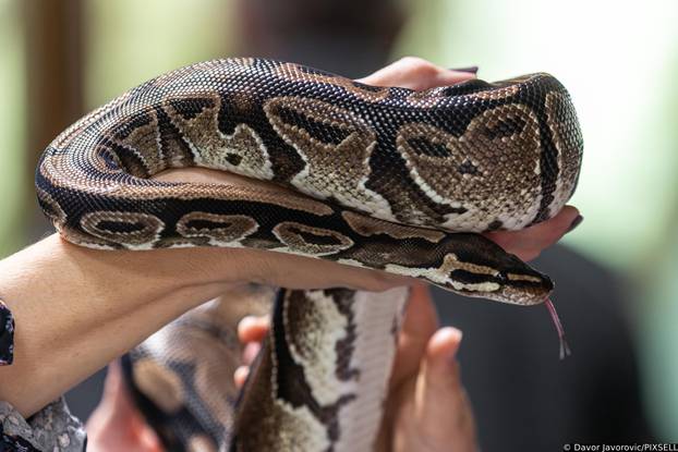 Osijek: Obilježavanje svijetskog dana gmazova u Zoološkom vrtu