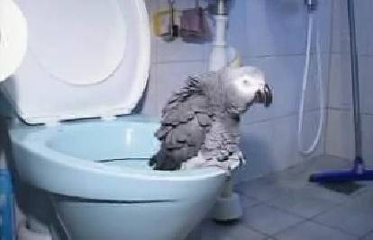 Papiga sama koristi WC i zviždi melodije iz filmova 