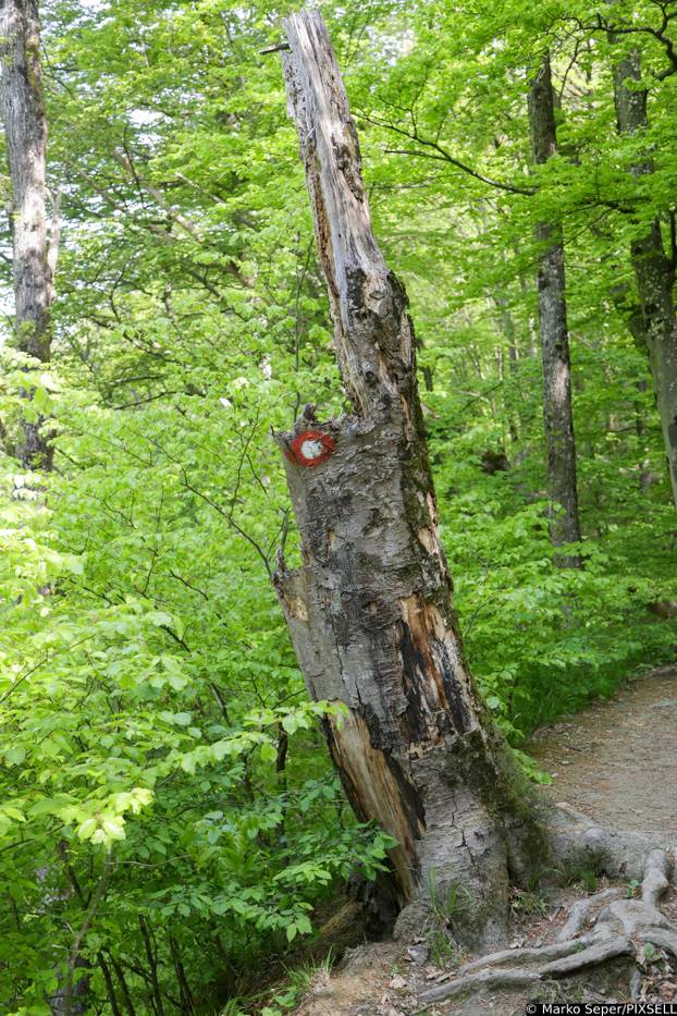 Zagreb: Tri tjedna nakon razorne oluje na Sljemenu i dalje vidljive posljedice 