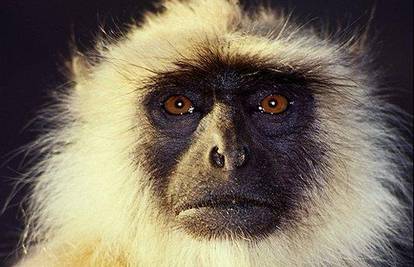 Horde divljih majmuna napadaju New Delhi