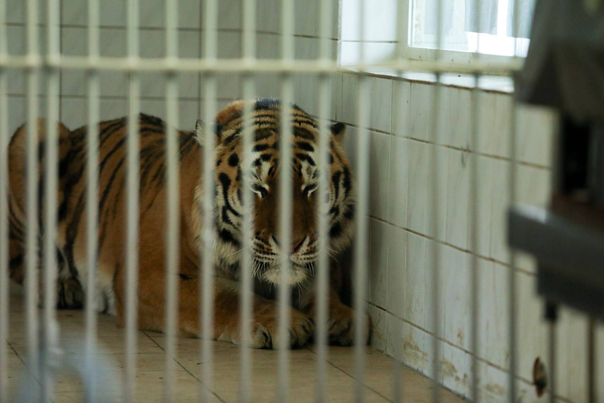 Tigar Sajon stigao u osječki ZOO