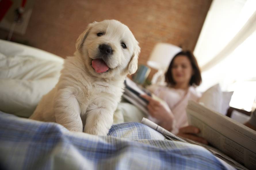 Golden retriever puppy sitting on bed, couple reading in background