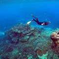 Probiotici mi mogli spasiti Veliki koraljni greben od izbjeljivanja