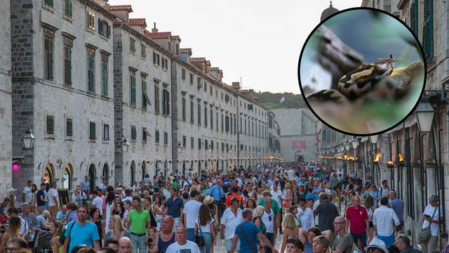 Velika opasnost: Leglo poskoka u samom centru Dubrovnika