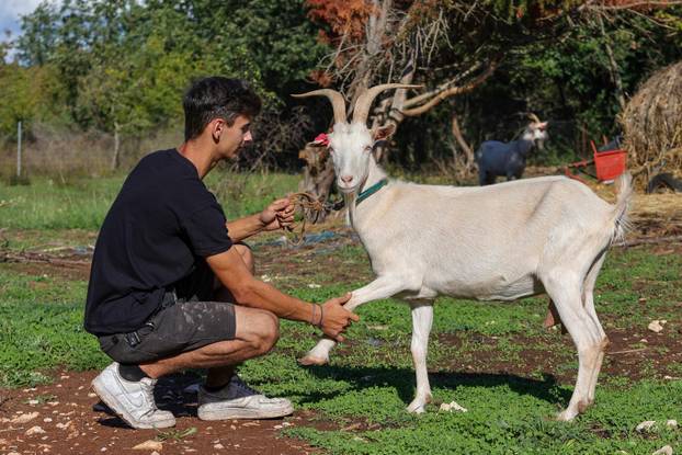 Vodnjan: Za Naj kozu 2025. godine izabrana je koza Jelena, vlasnika Mattea Muškovića 