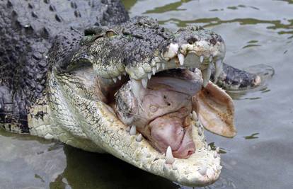Kao Chuck Norris: Krokodil ga ulovio za glavu, ribar ga prebio
