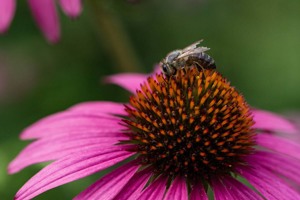EU zabranjuje kemikalije koje dokazano štete pčelama