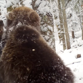 Probudili se medvjedi u Sloveniji: 'Iznenadili su nas! Igraju se u snijegu i istražuju'