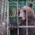 VIDEO Užas u C. Gori: Medvjed Ljubo živi u strašnim uvjetima, a od muke grize svoje šape