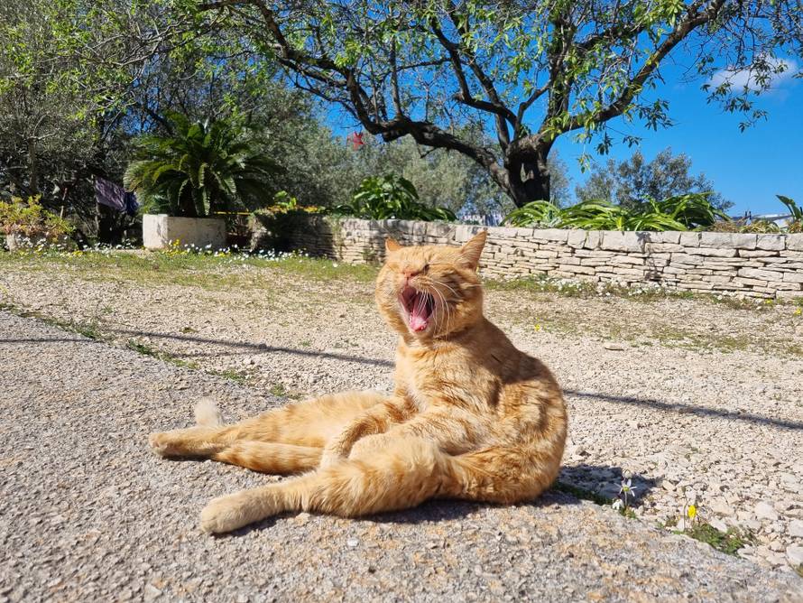 Upoznajte Duju, najpoznatijeg mačka na Korčuli. Sjedi kao čovjek i nikad nije imao curu