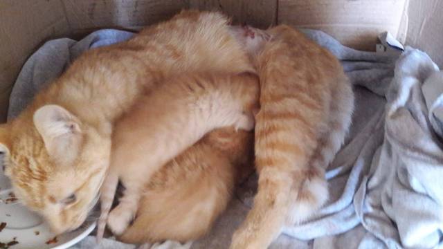Nevjerojatno: Propucana maca spasila tek okoćene mačiće