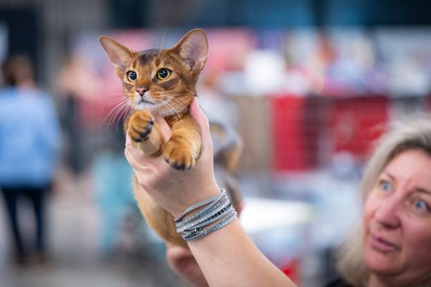 Zagreb: Drugi dan Međunarodne izložbe mačaka