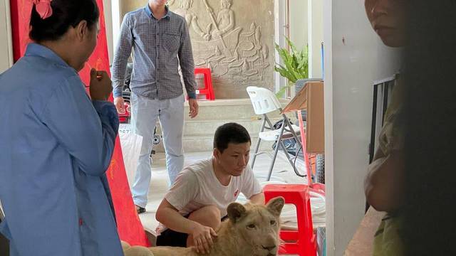 Spasili jadnu životinju: Kinez ukrao lava, odstranio mu zube i kandže pa se snimao za Tik Tok