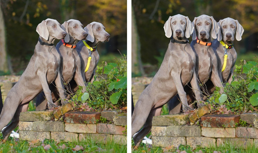 Ova fotografija nije AI, to su tri sestrice jantarnih očiju iz Siska!