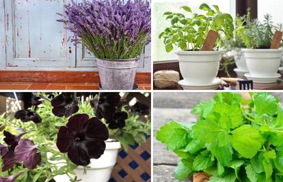 Zasadite ove biljke - potjerat će komarce iz vašeg doma i vrta
