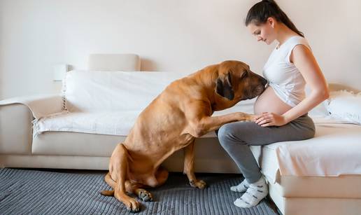 Mogu li psi 'nanjušiti' trudnoću?