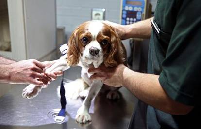 Posvađali se oko veterinara u Zagrebu: Je li i izvan radnog vremena trebao pomoći psu?