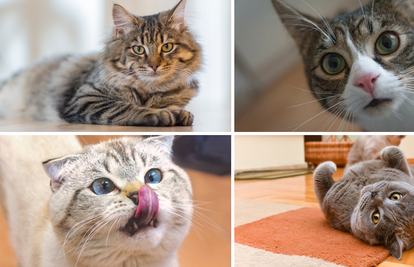 Zato se i mučimo shvatiti što žele: Mačke imaju gotovo 300 različitih izraza lica i ekspresija