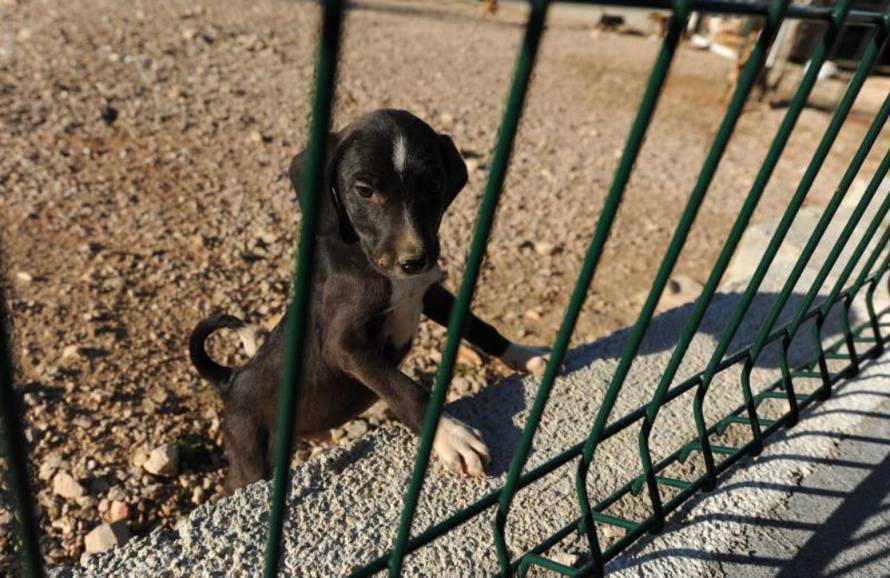 Hrvoje Jelavić/Pixsell