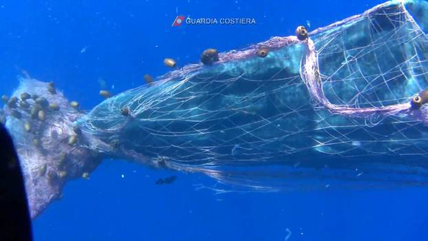 Italian coastguard work to free sperm whale entangled in fishing net