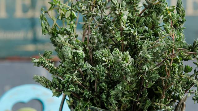 Thyme herb plant in a vase