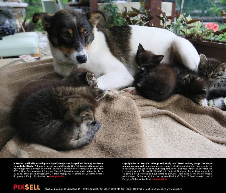 Marijan Sušenj/PIXSELL